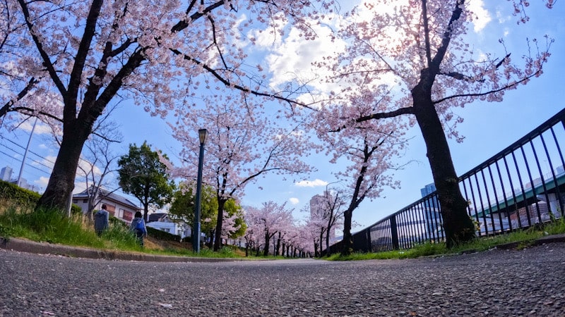 GoProを広角に設定してローアングル撮影した桜の風景
