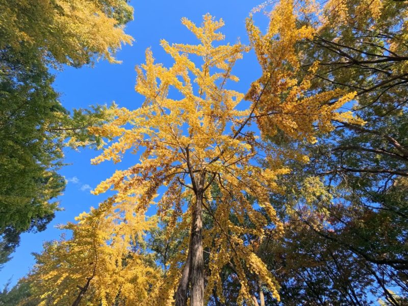 Ace Pro 2で撮影したイチョウの木