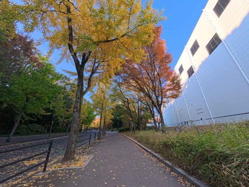 Ace Pro 2で撮影したイチョウ並木の風景