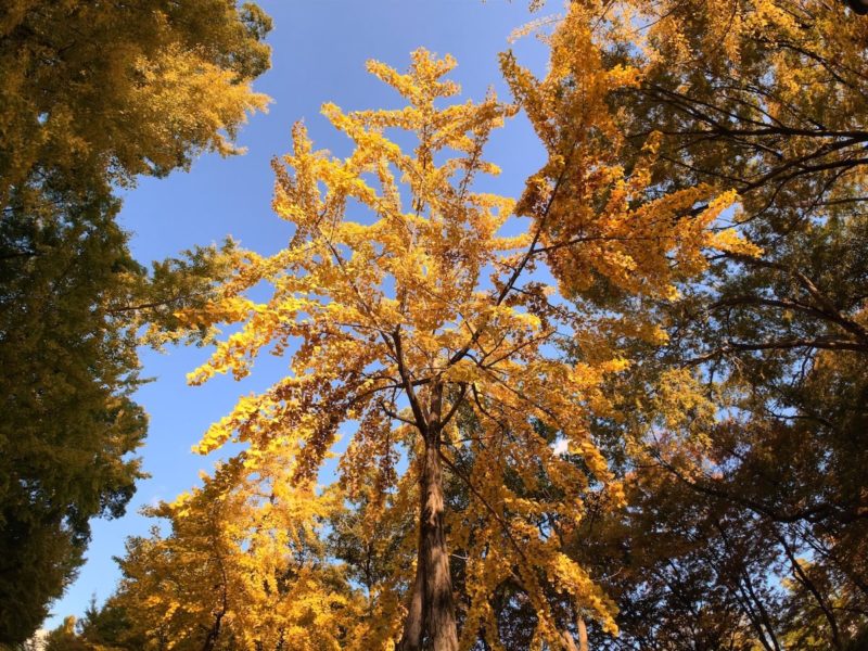 Osmo Action 6で撮影したイチョウの木