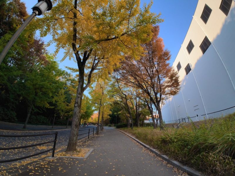 Osmo Action 6で撮影したイチョウ並木の風景