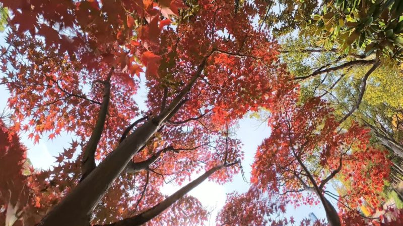 X4 Airで撮影した映像のキャプチャー